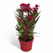 Целозія гребінчаста (Celosia argentea var. cristata) 1550 фото 1