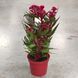 Целозія гребінчаста (Celosia argentea var. cristata) 1550 фото 2