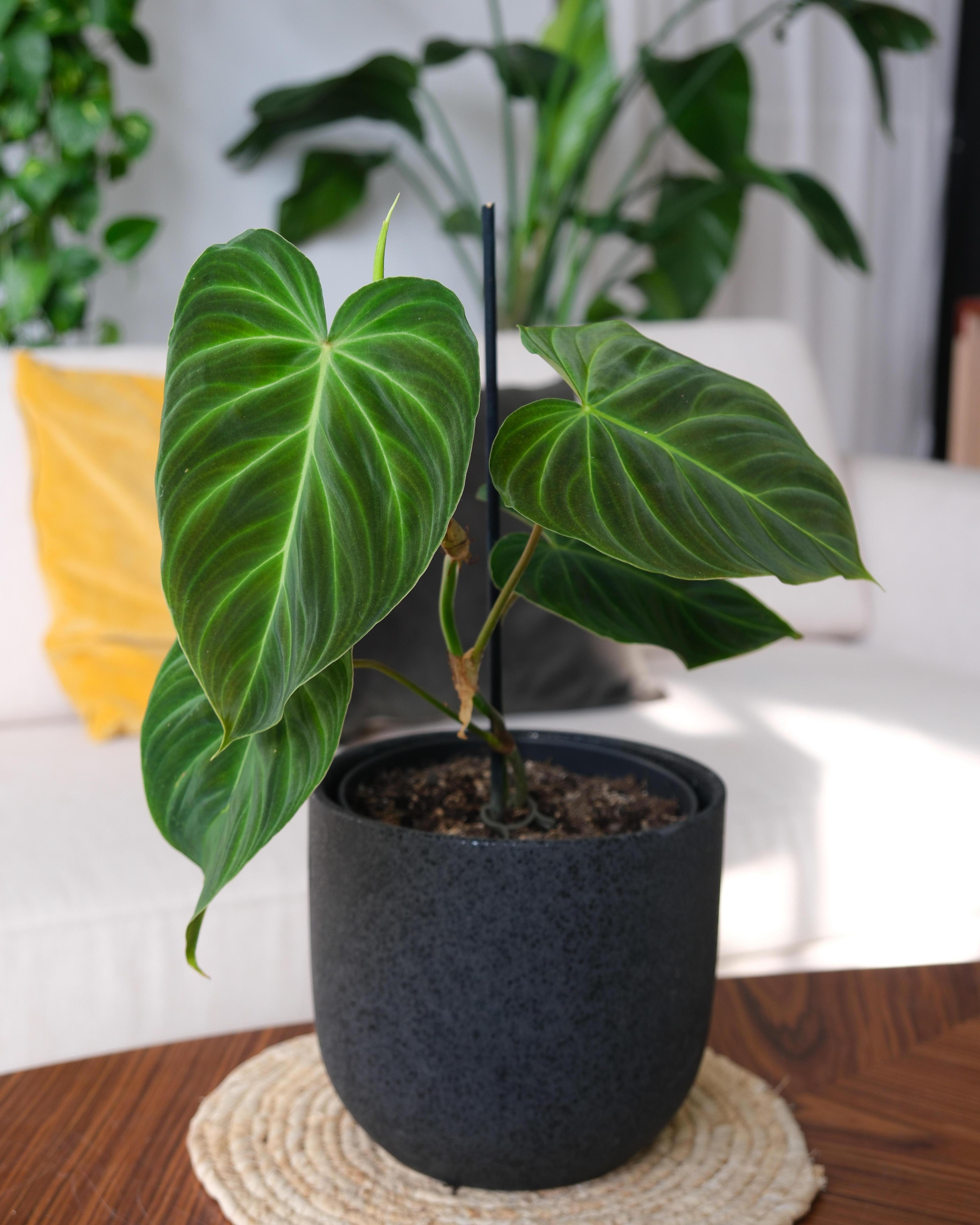 その他観葉植物 Philodendron gloriosum 'Radiante' филодендрон глориосум (philodendron gloriosum) по договорной цене